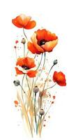 Fiery Red Poppy Bunch in Modern Watercolor Style on White Background Generative AI photo