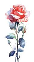 Classic Red and White Rose Bouquet on Watercolor Isolated Background in Contemporary Style Generative AI photo