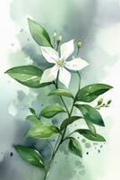 Watercolor Star Jasmine Painting with a Simple and Minimalistic Style Generative AI photo