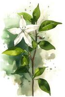 Watercolor Style Star Jasmine Painting Simple and Minimalistic Generative AI photo