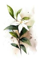 Watercolor Style Star Jasmine Painting Simple and Minimalistic Generative AI photo