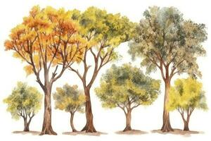 Acacia Trees Forest Collection Generative AI photo