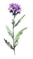 Modern Style Verbena Arrangement on Deep Purple and White Background Generative AI photo