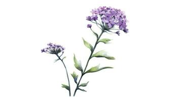 Modern Style Verbena Arrangement on Deep Purple and White Background Generative AI photo