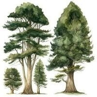 Cedar Tree Forest Watercolor Collection Generative AI photo
