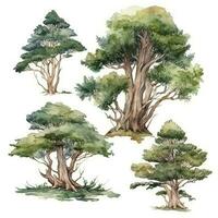 Cedar Tree Forest Watercolor Collection Generative AI photo