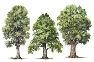 dibujado a mano carpe árbol bosque colección conjunto para acuarela pintura generativo ai foto