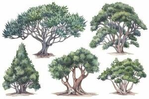 HandDrawn Watercolor Juniper Trees Collection A Forest of Juniper Trees Pack Generative AI photo