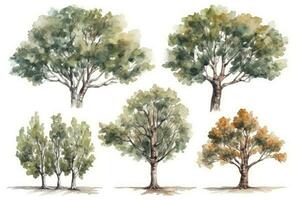 Sycamore Tree Forest Collection HandDrawn Watercolor Trees Generative AI photo