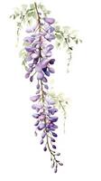 Gentle Wisteria Collection in Modern Watercolor Style on White Background Perfect for Wedding Invitations and Floral Decor Generative AI photo