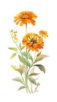 Vivid Zinnia Collection in Modern Watercolor Style on White Background Generative AI photo