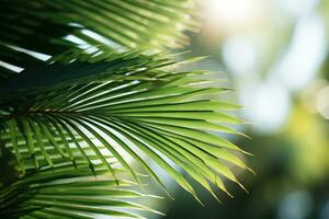 Closeup of Green Palm Leaf in Nature AI Generated photo
