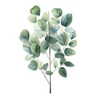 Elegant Watercolor Eucalyptus Clipart on White Background AI Generated photo