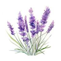 Elegant Watercolor Lavender on a White Background AI Generated photo