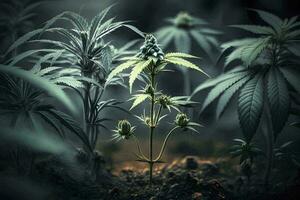 Lush Cannabis Plant with Blooming Buds AI Generated photo