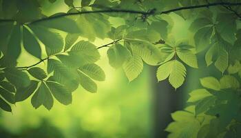 Fresh Green Tree Leaves Frame Natural Background AI Generated photo