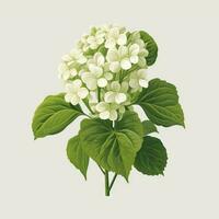 Minimalistic Animation of Hydrangea Flowers AI Generated photo