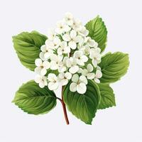 Minimalistic Animation of Hydrangea Flowers AI Generated photo