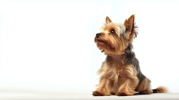 Adorable Yorkshire Terrier Dog on White Background AI Generated photo