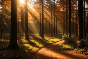 Photo of the autumn mountain forest, forest river, mossy stones, sun rays wallpaper