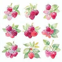 Watercolor Berries Clipart photo