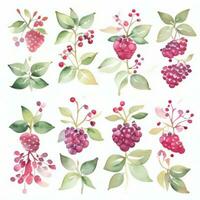 Watercolor Berries Clipart photo