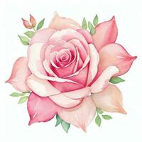 Pink Watercolor Roses Clipart photo