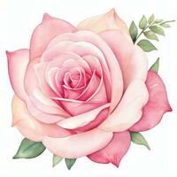 Pink Watercolor Roses Clipart photo