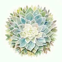 Watercolor Succulents Clipart photo