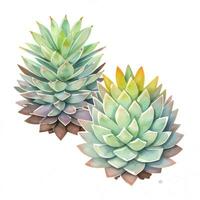 Watercolor Succulents Clipart photo