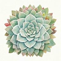 Watercolor Succulents Clipart photo