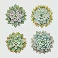 Watercolor Succulents Clipart photo