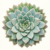 Watercolor Succulents Clipart photo