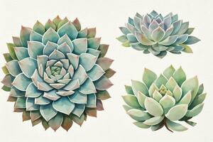 Watercolor Succulents Clipart photo