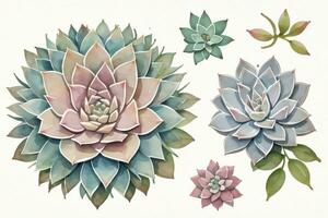 Watercolor Succulents Clipart photo