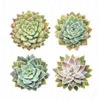 Watercolor Succulents Clipart photo