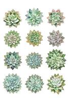 Watercolor Succulents Clipart photo