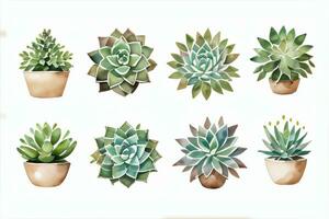 Watercolor Succulents Clipart photo