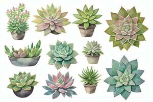 Watercolor Succulents Clipart photo