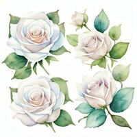 White Watercolor Roses Clipart photo