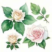 blanco acuarela rosas clipart foto