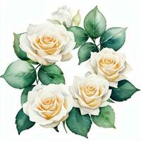 White Watercolor Roses Clipart photo