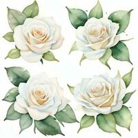 White Watercolor Roses Clipart photo