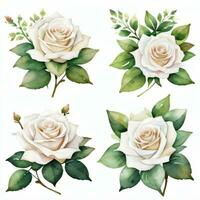 White Watercolor Roses Clipart photo