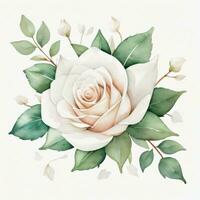 White Watercolor Roses Clipart photo