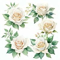 White Watercolor Roses Clipart photo