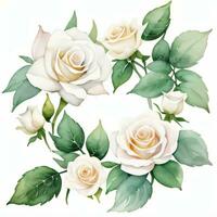 White Watercolor Roses Clipart photo