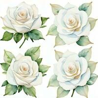 White Watercolor Roses Clipart photo