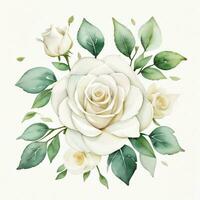 White Watercolor Roses Clipart photo