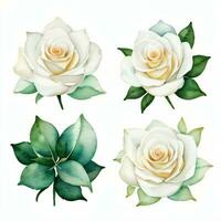 blanco acuarela rosas clipart foto